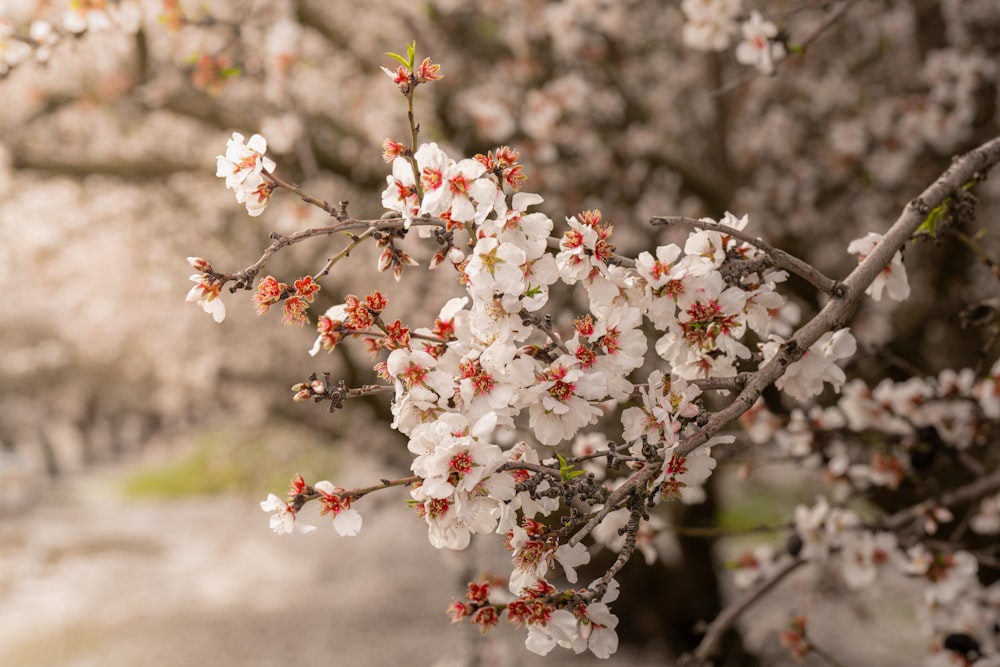 un ramo de flores blancas en un árbol