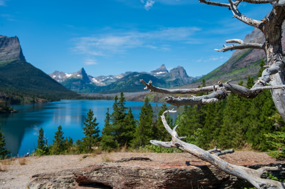 a view of a mountain lake with a dead tree in the foreground