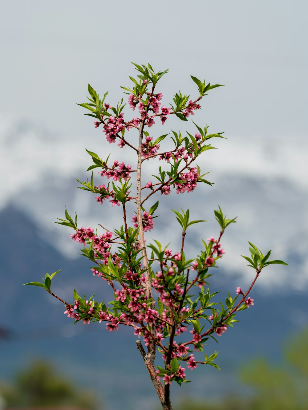 a small tree with pink flowers in front of a mountain