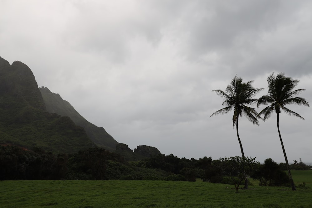 a grassy field with two palm trees and a mountain in the background