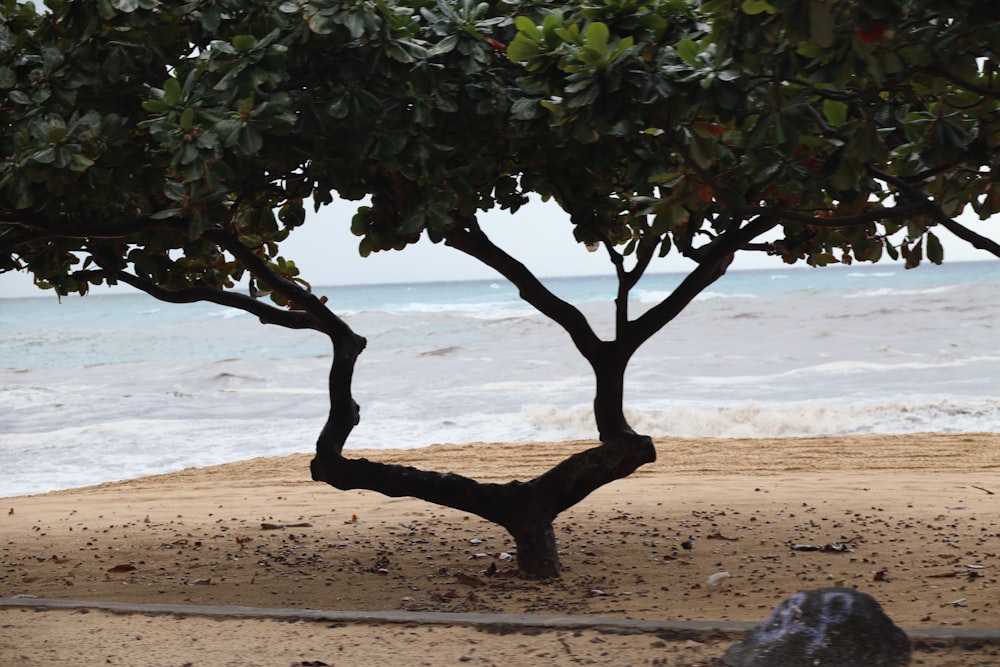 a couple of trees that are on a beach