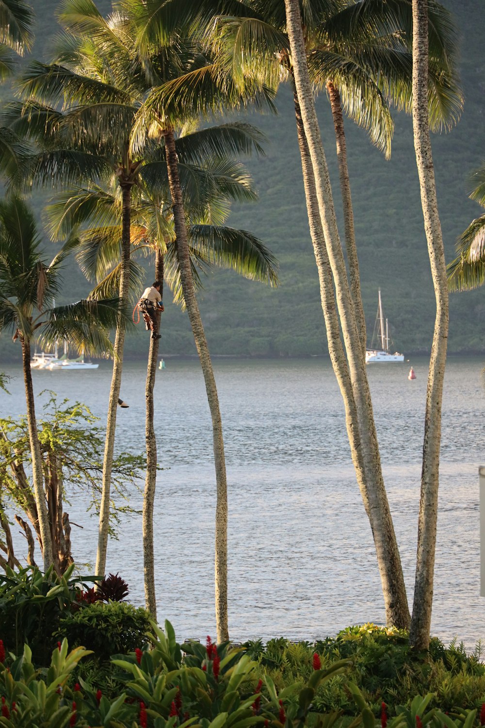 a view of a body of water surrounded by palm trees
