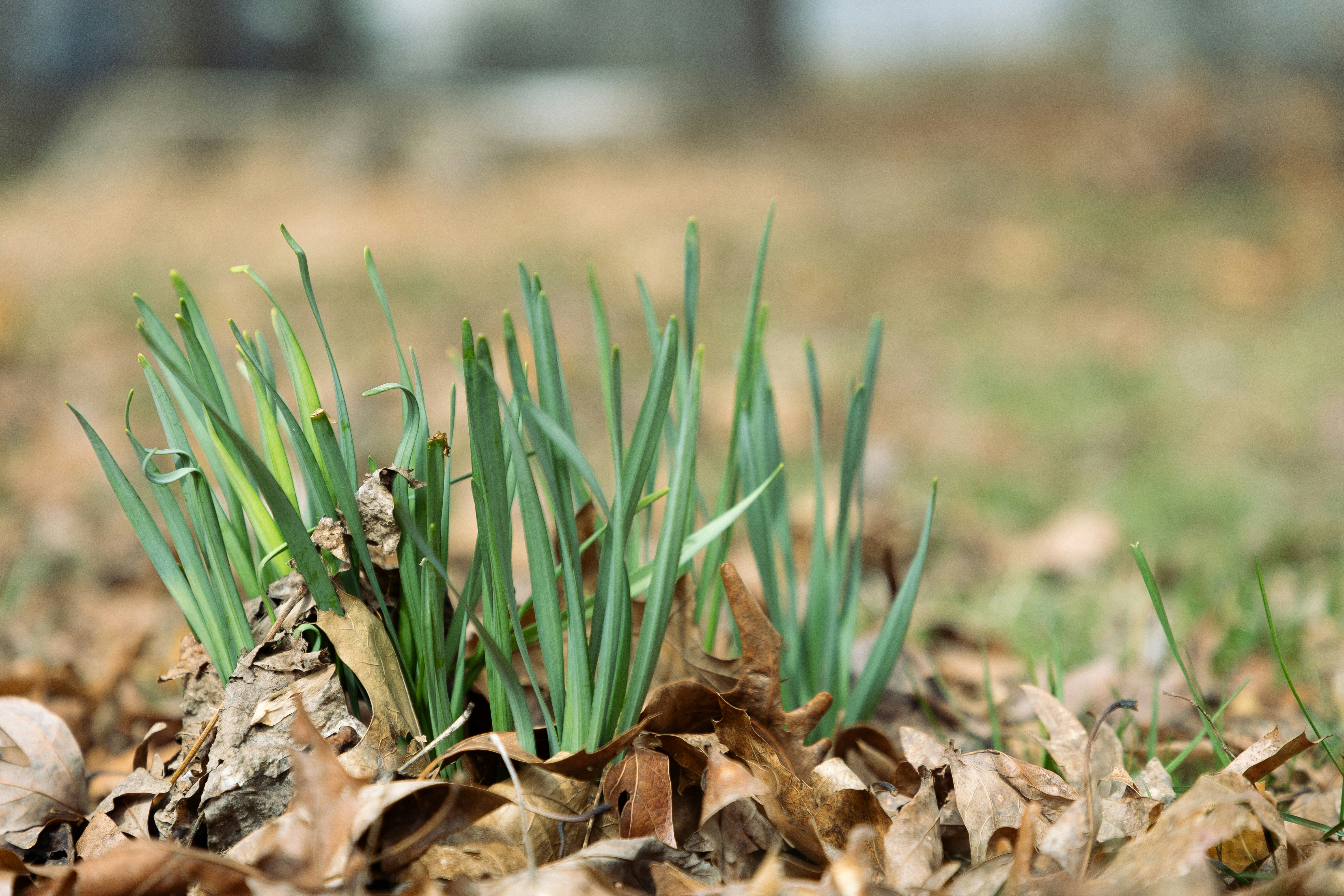 a close up of a small green plant in the middle of leaves