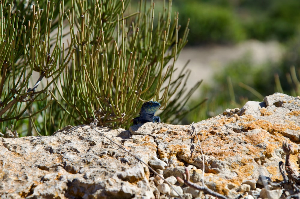 a small bird sitting on top of a rock