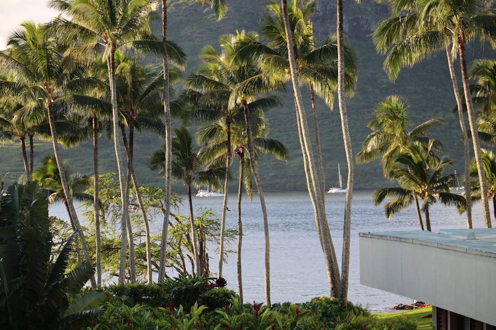 a body of water surrounded by palm trees