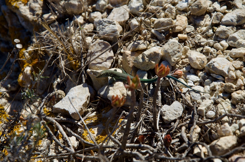 a close up of rocks and plants on the ground