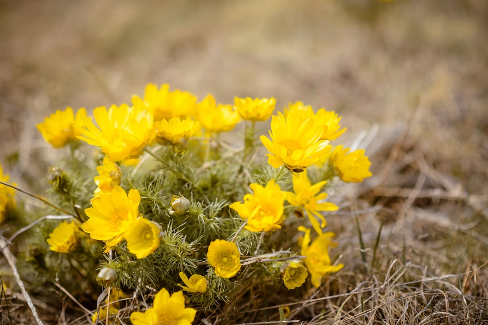 a bunch of yellow flowers that are in the grass