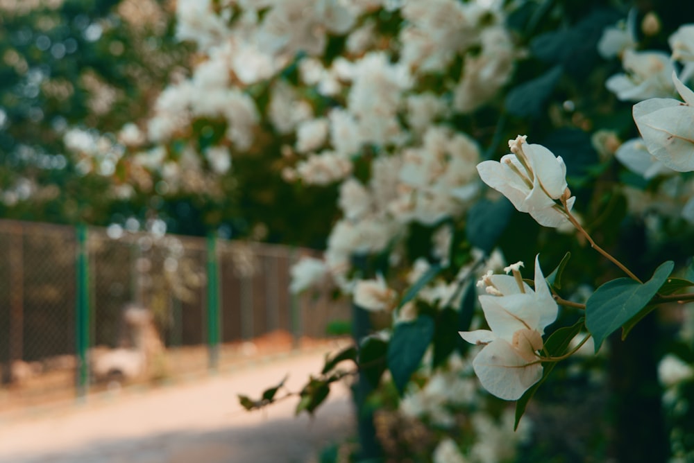 a tree with white flowers near a fence