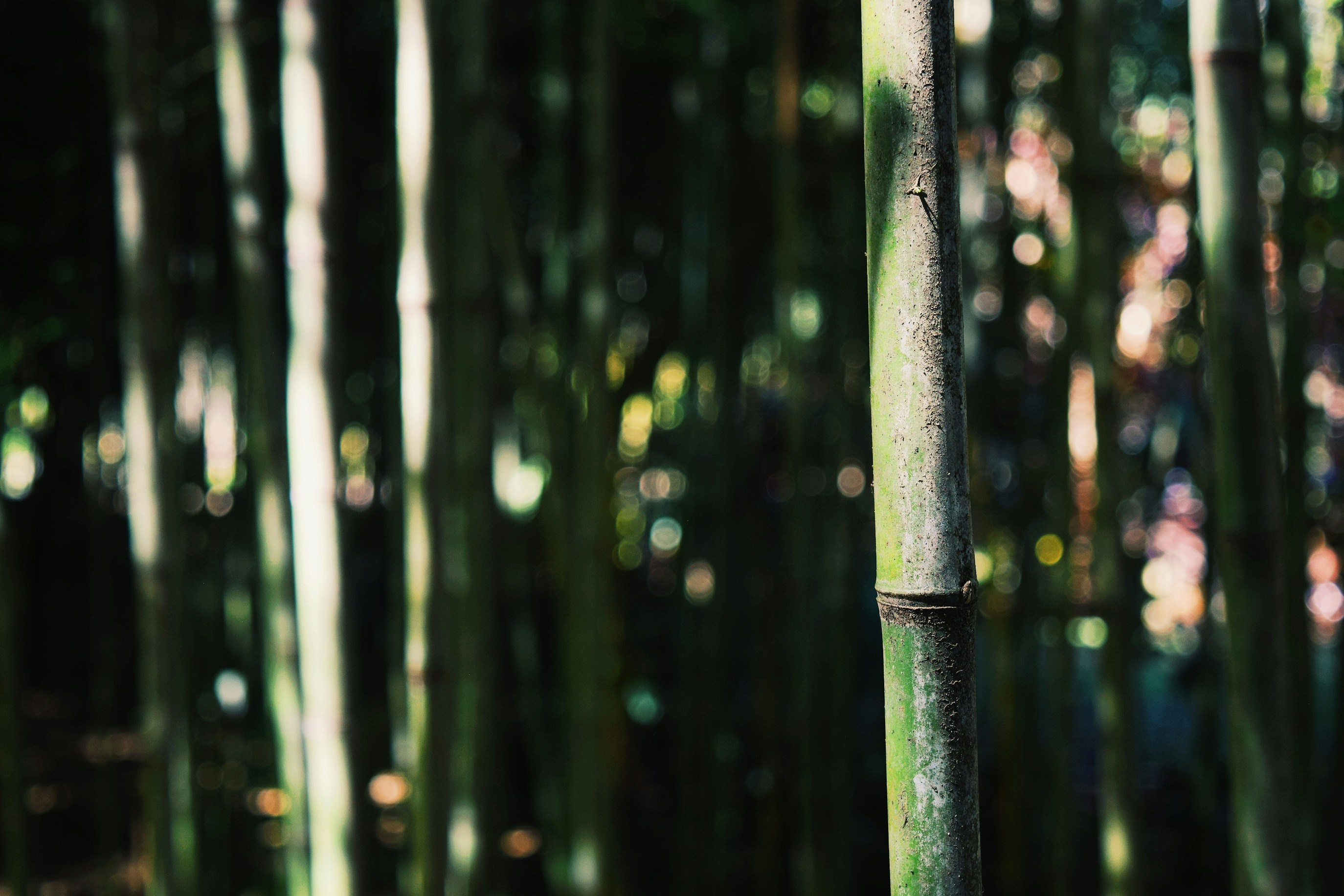 Photo by the_blue_andromeda