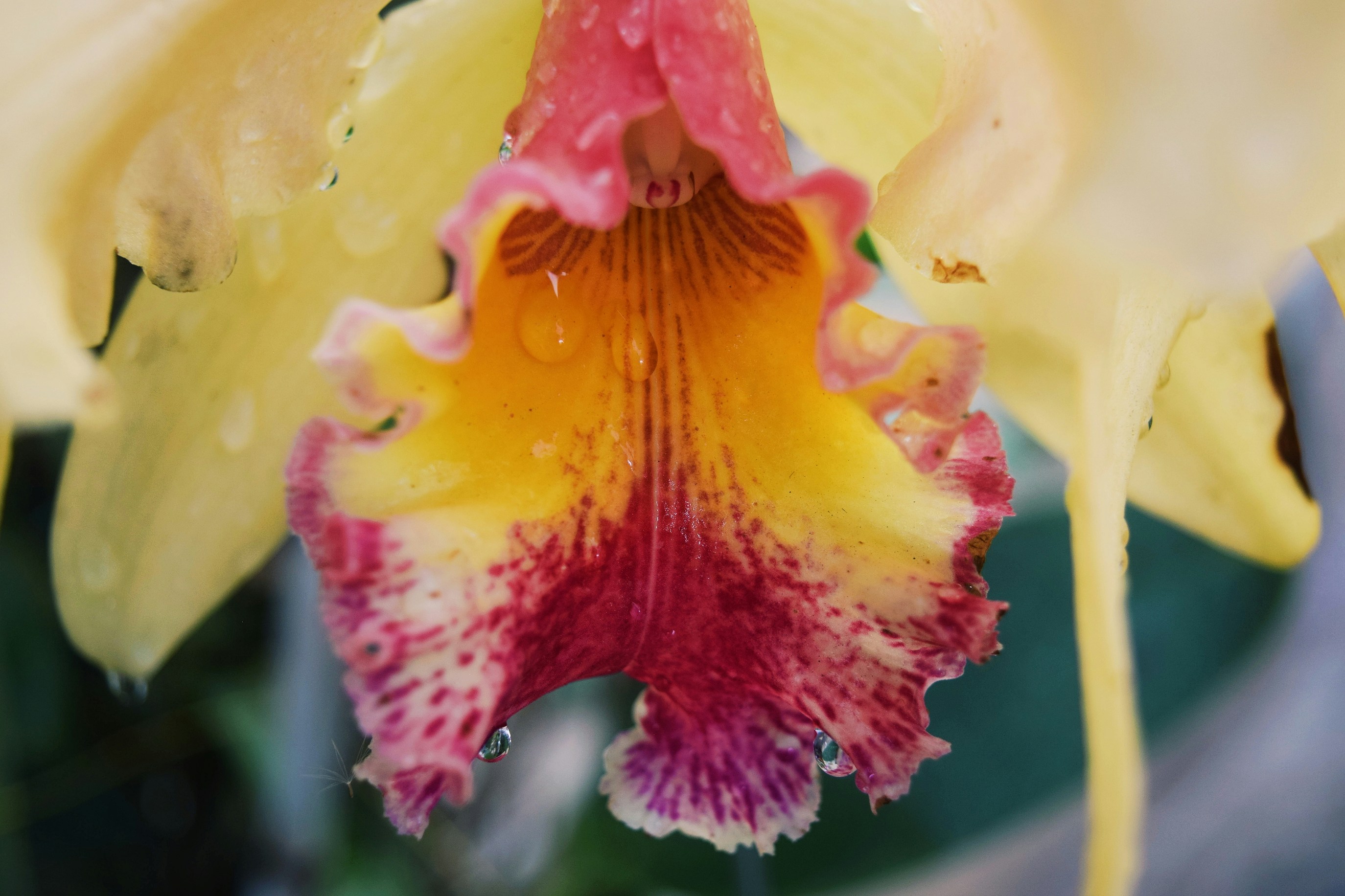 Photo by the_blue_andromeda