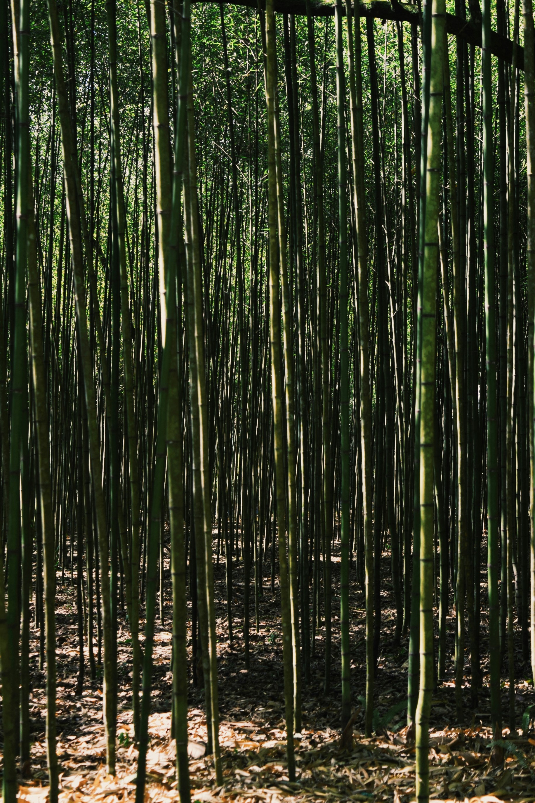 Photo by the_blue_andromeda