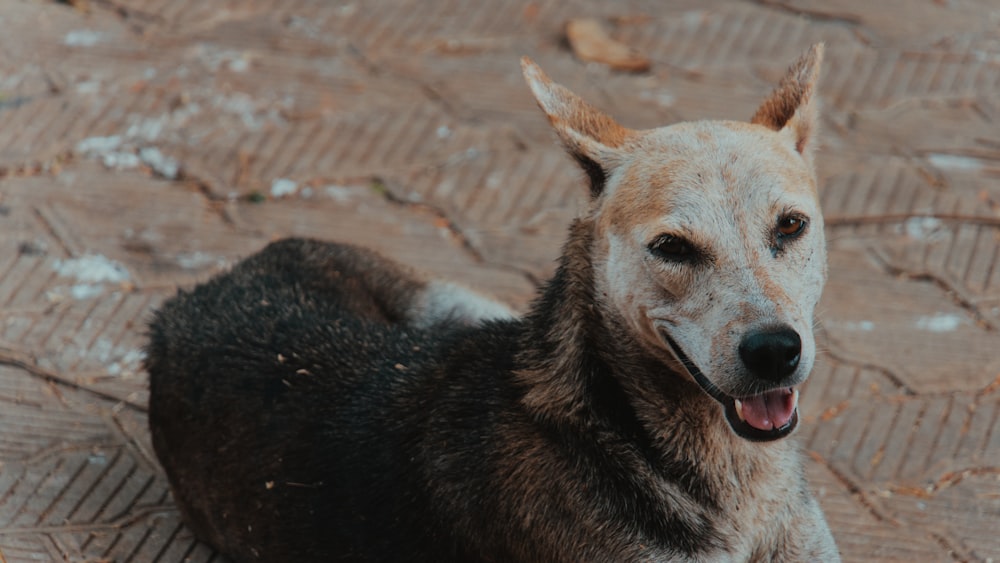 a brown dog laying on top of a sidewalk