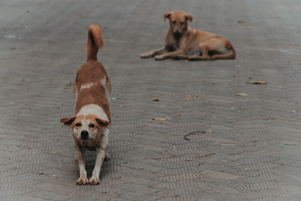 a couple of dogs that are standing in the street