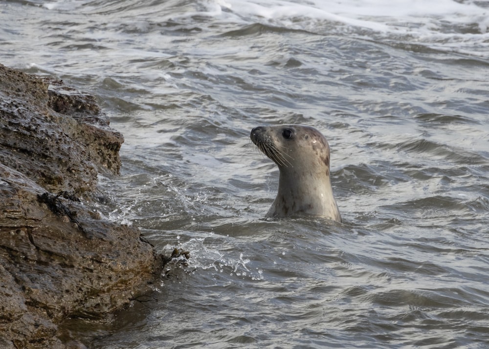 a seal is swimming in the water near the rocks
