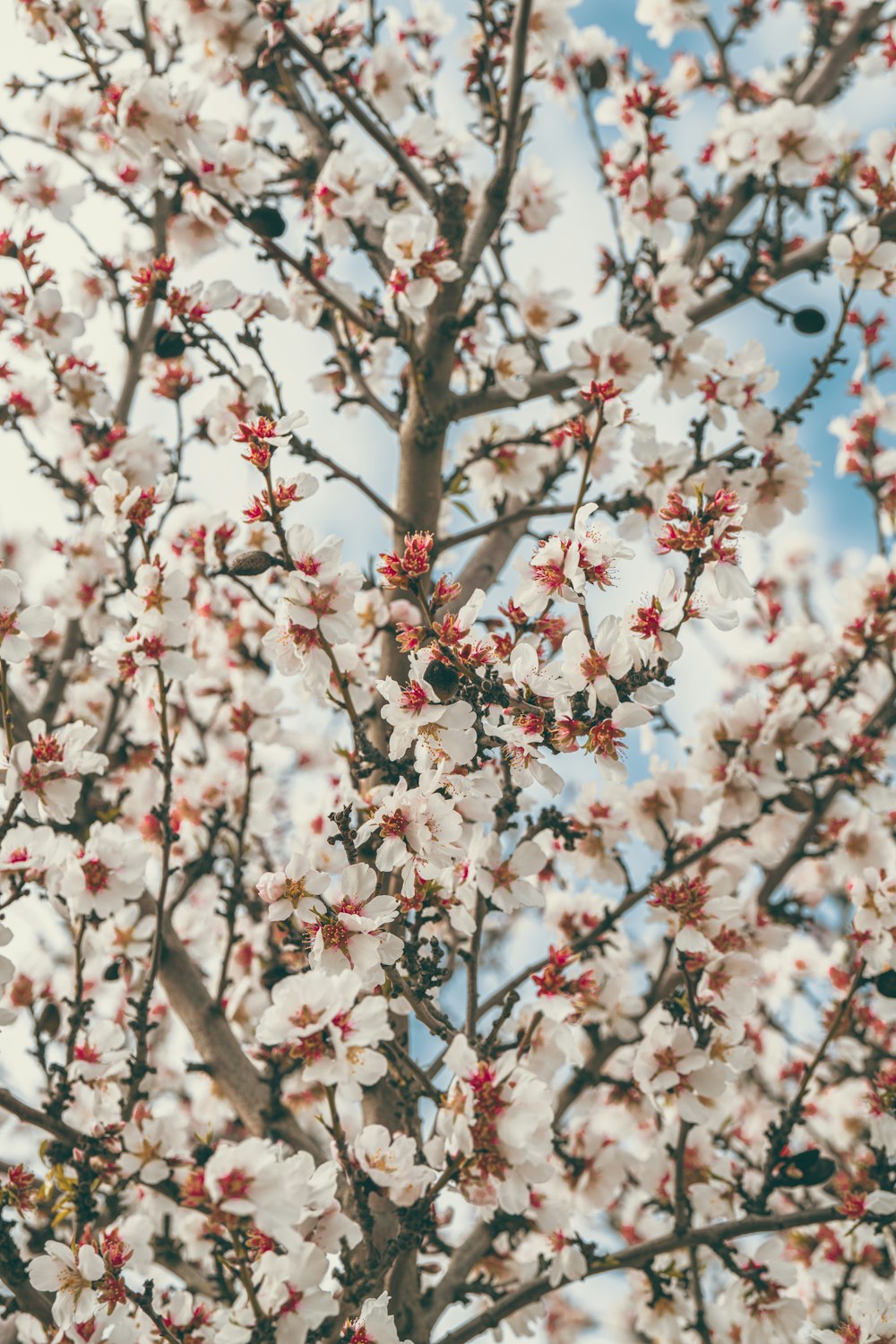 um close up de uma árvore com flores brancas e vermelhas