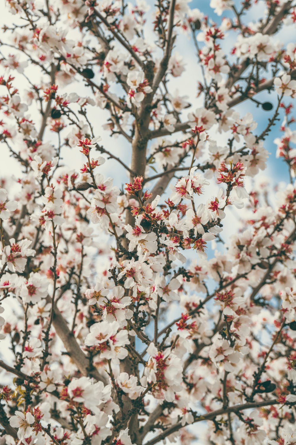 Nahaufnahme eines Baumes mit weißen und roten Blüten