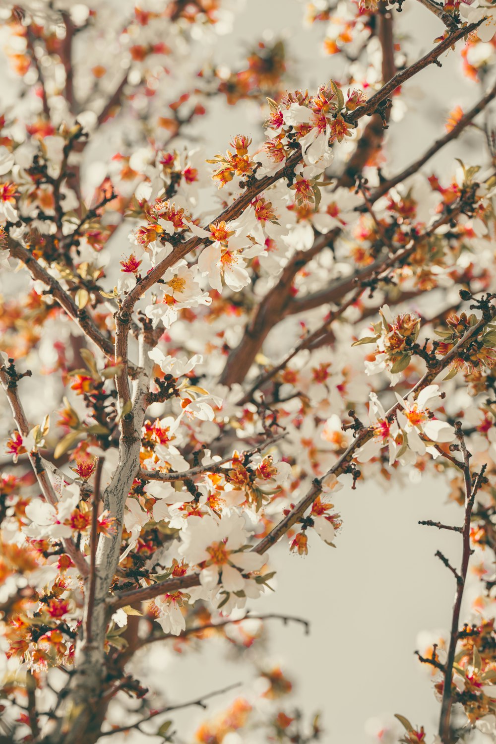 um close up de uma árvore com flores brancas e alaranjadas