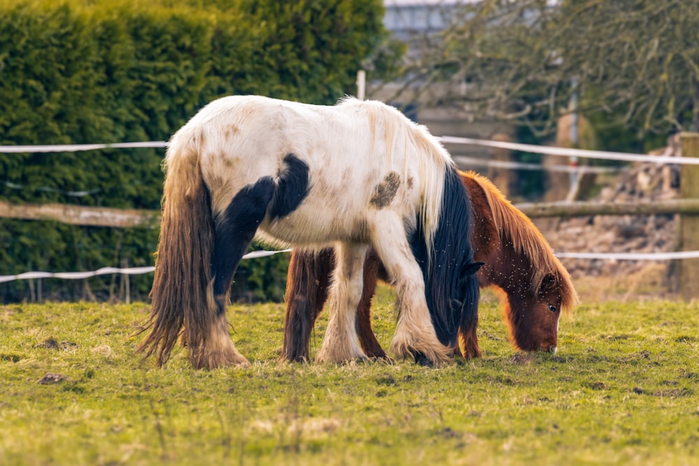 a couple of horses standing on top of a lush green field