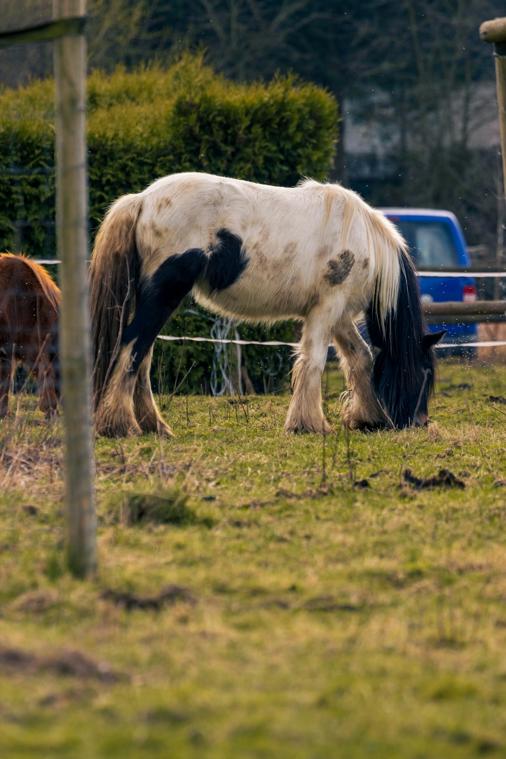 a white and black horse grazing in a field