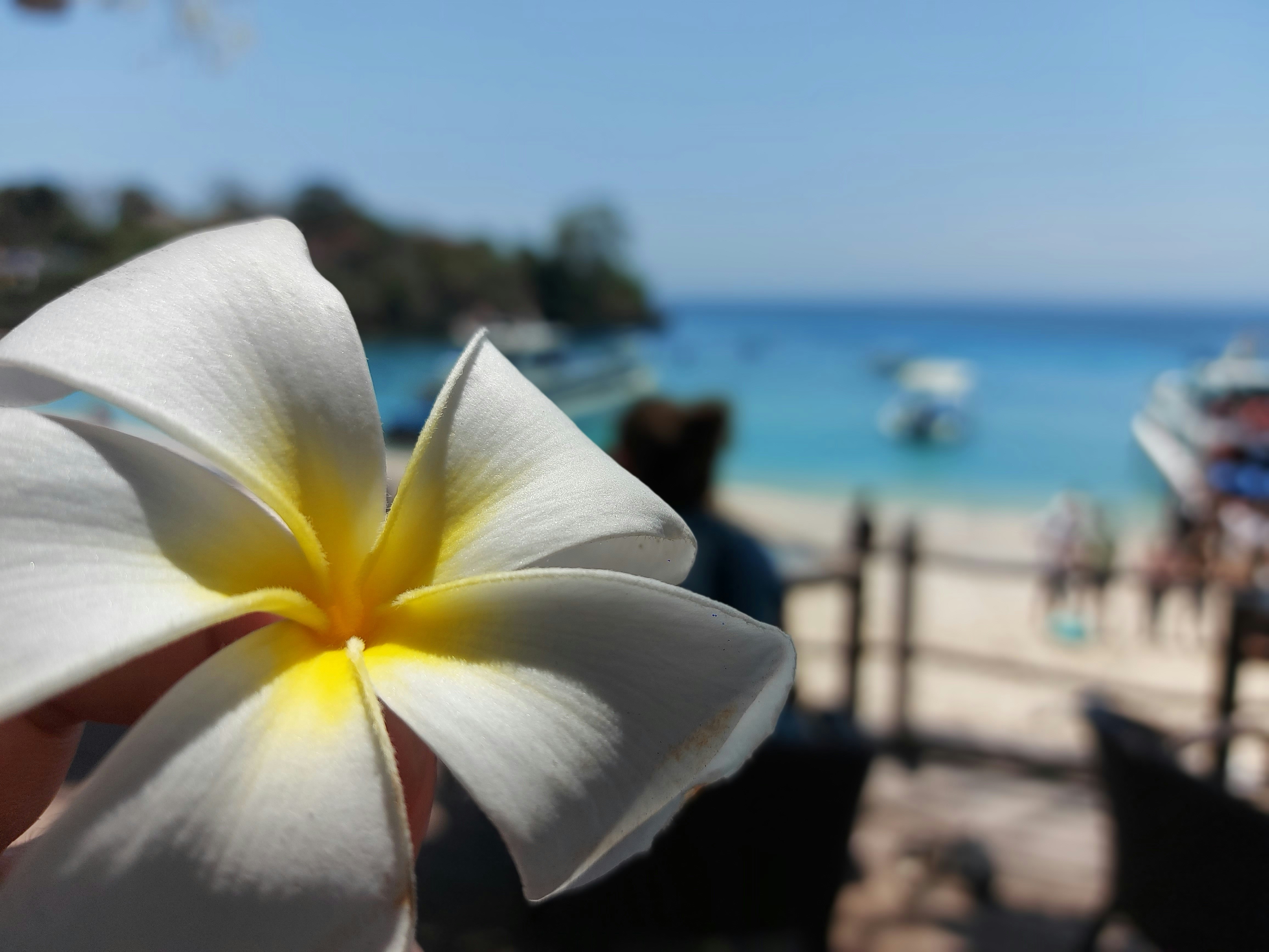 a person holding a flower in front of a beach