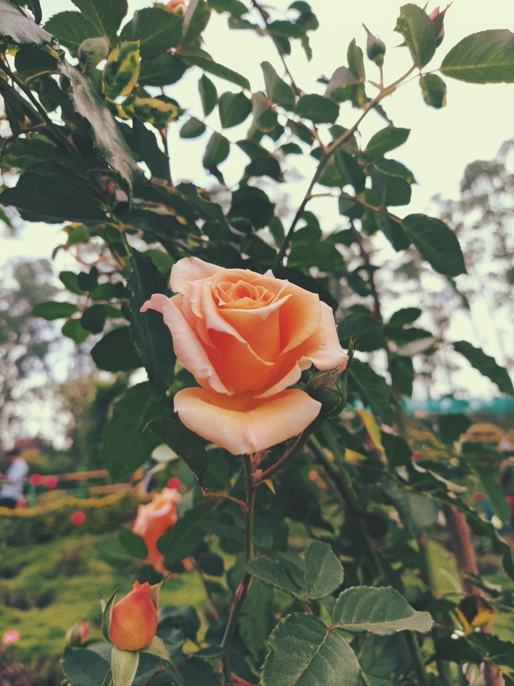 an orange rose is blooming in a garden