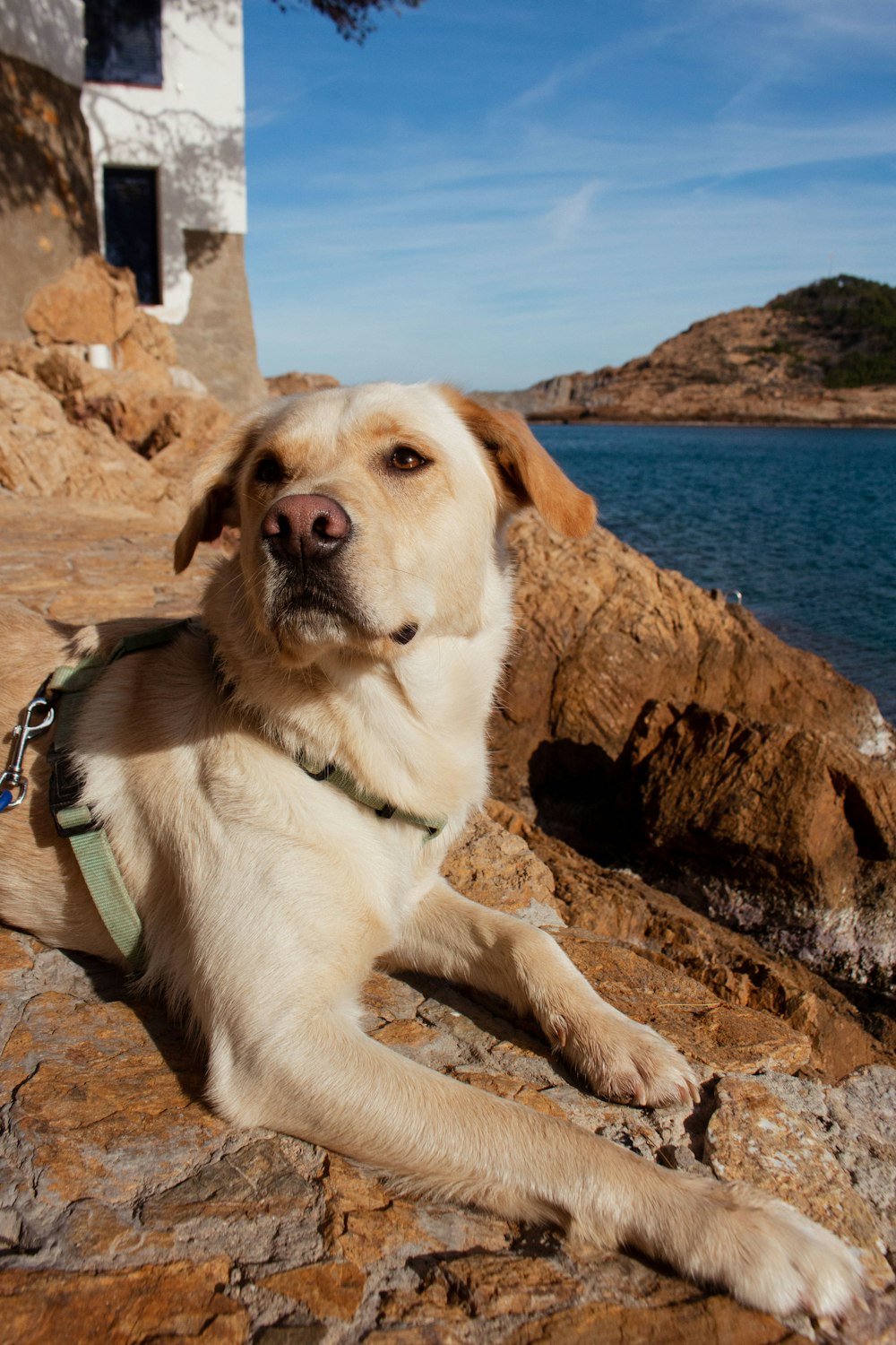 a dog laying on a rock next to a body of water