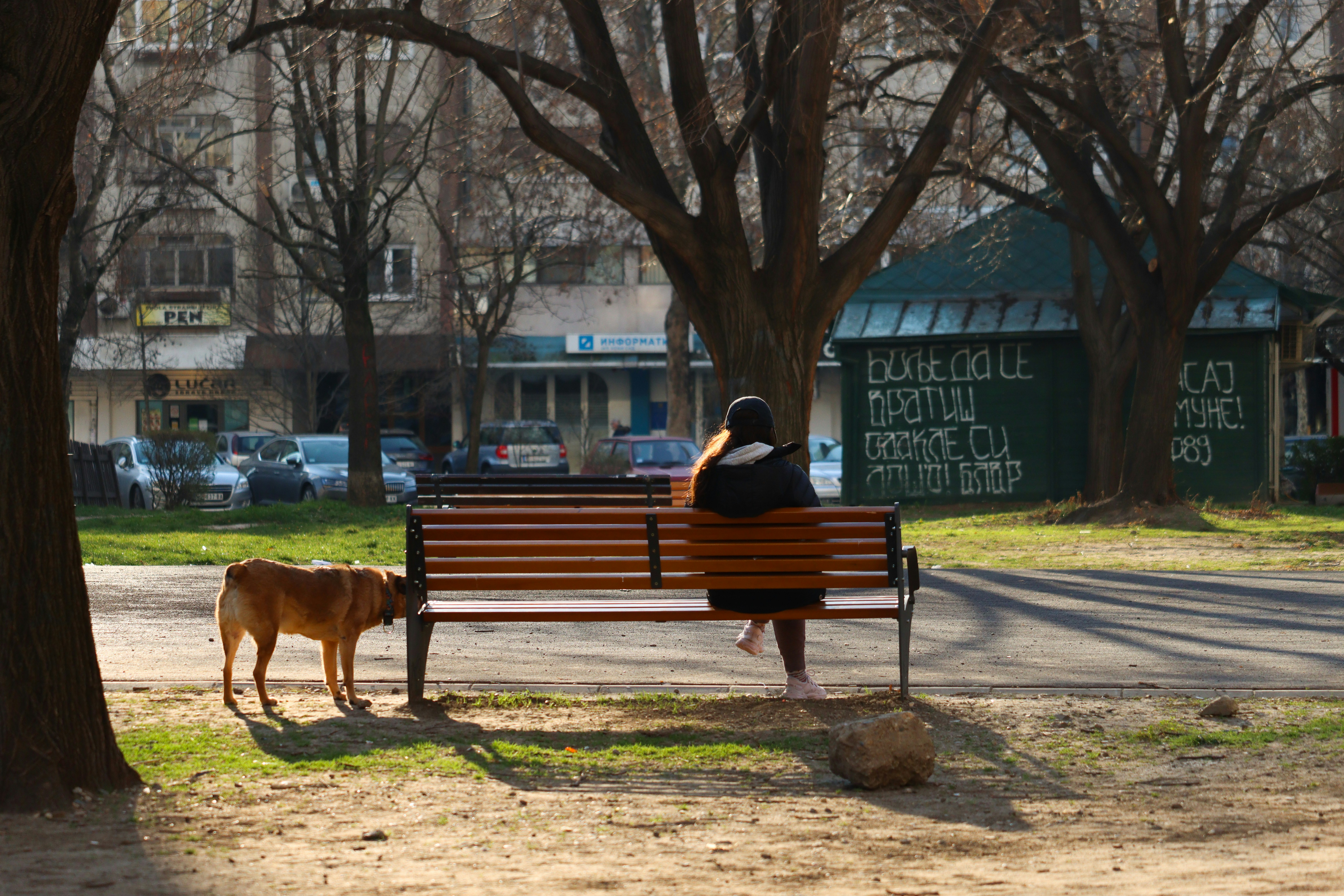 Person pet sitting multiple dogs in a park