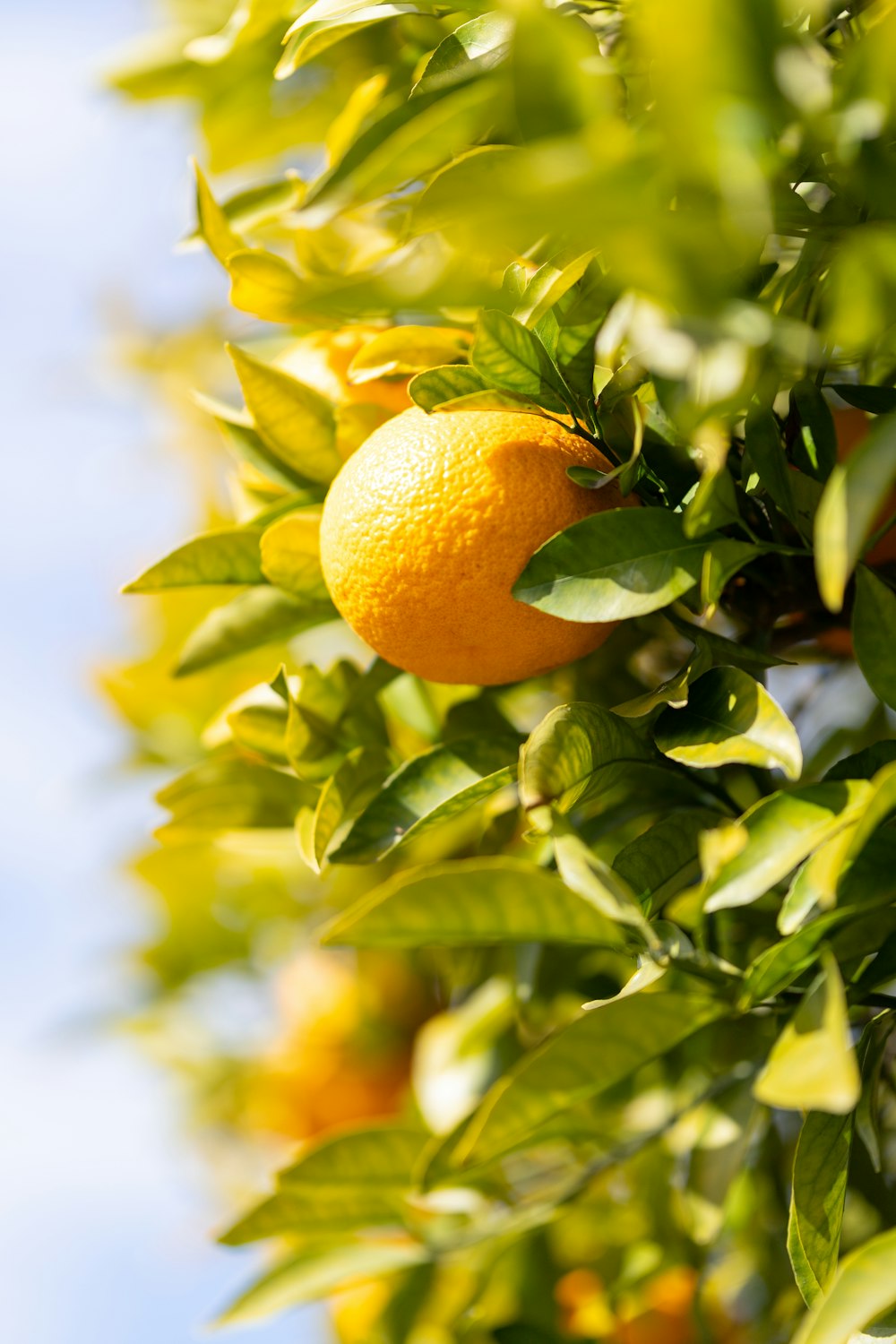 una naranja crece en la rama de un árbol