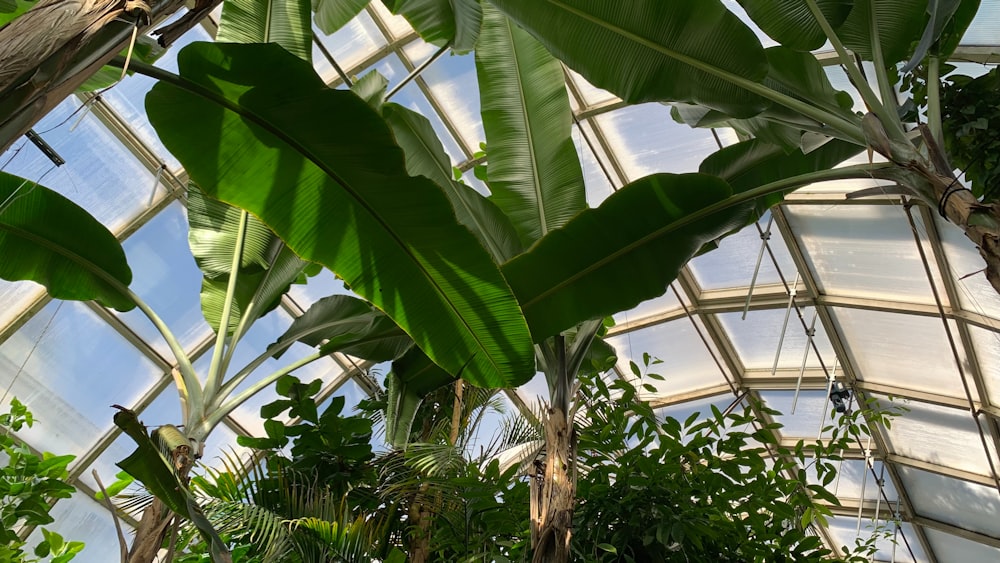 the inside of a greenhouse with lots of green plants
