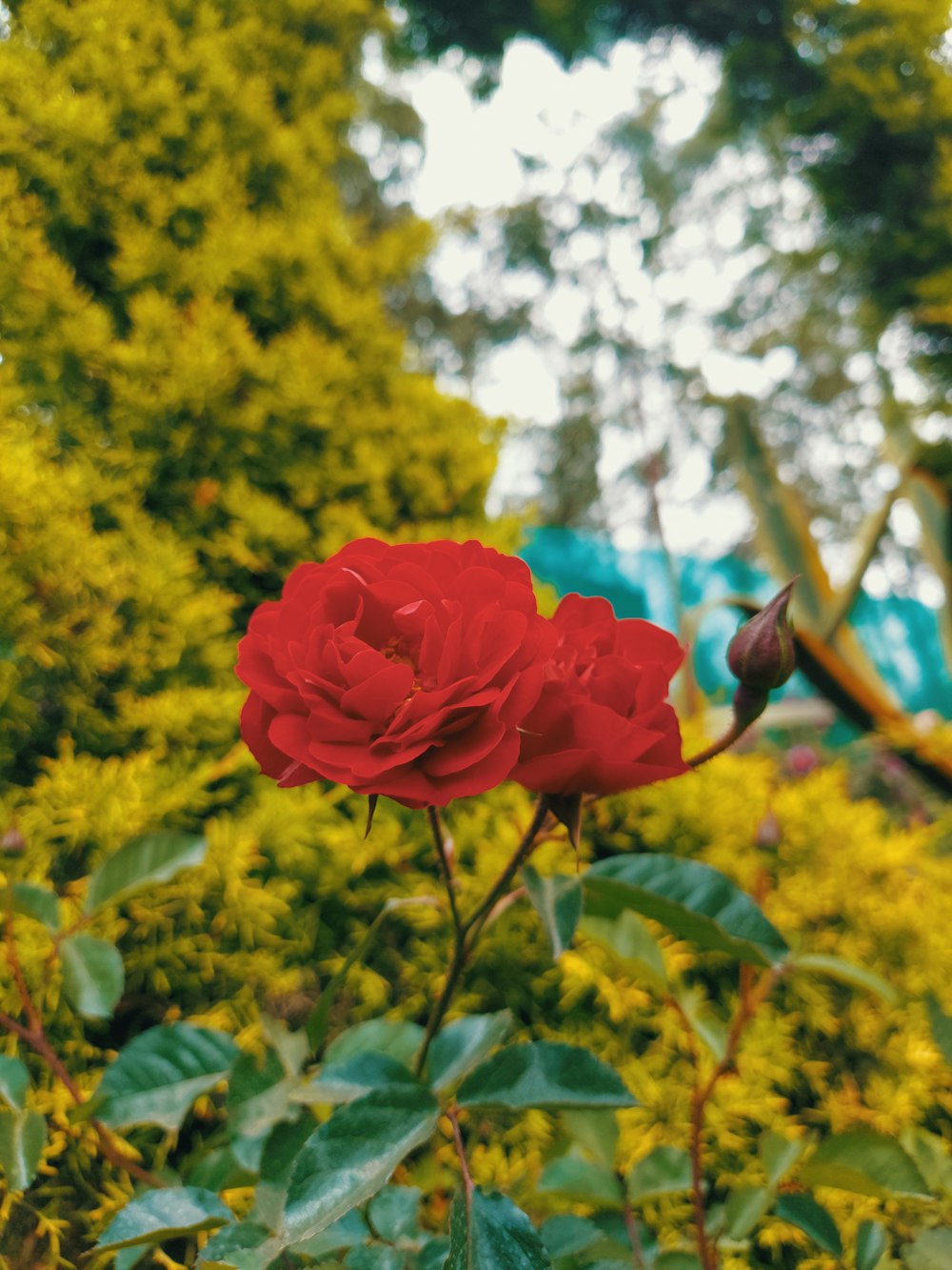 a red rose is blooming in a garden