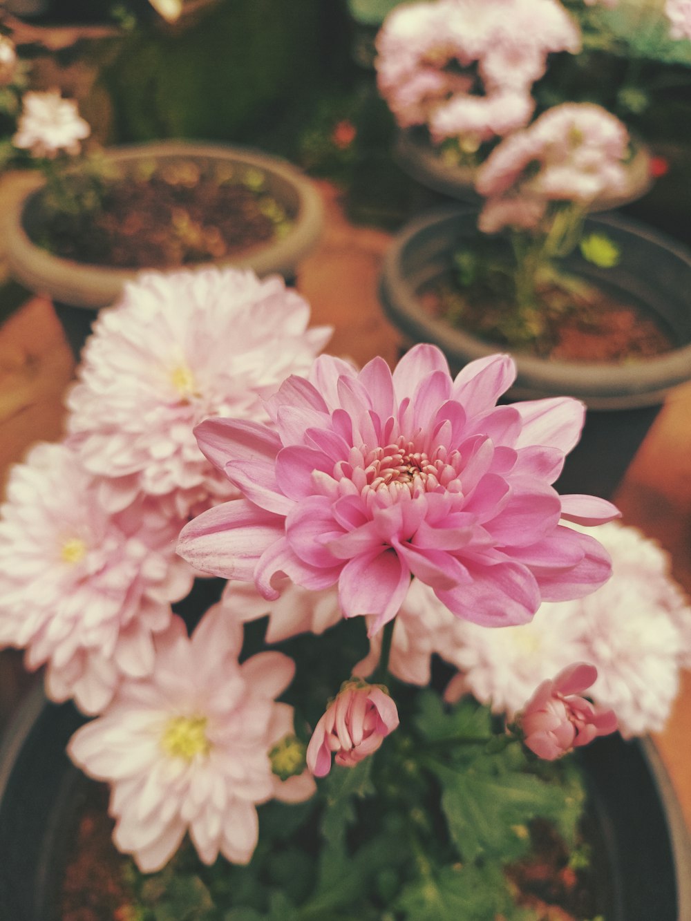 a bunch of flowers that are in some pots