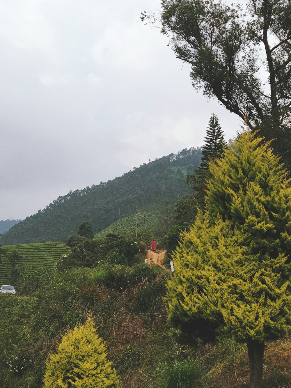 a couple of trees that are by a hill