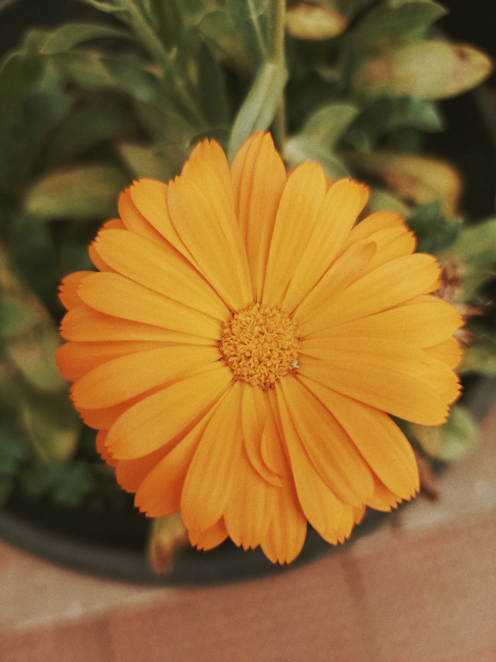 a close up of a flower in a pot