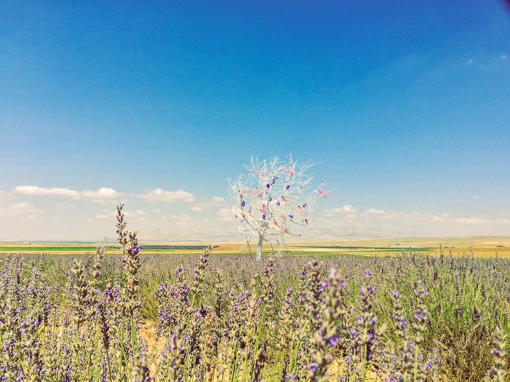 a lone tree in the middle of a field