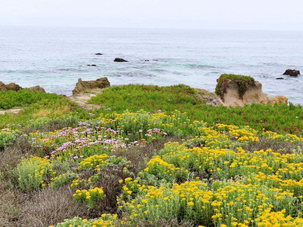 a bunch of flowers that are by the water