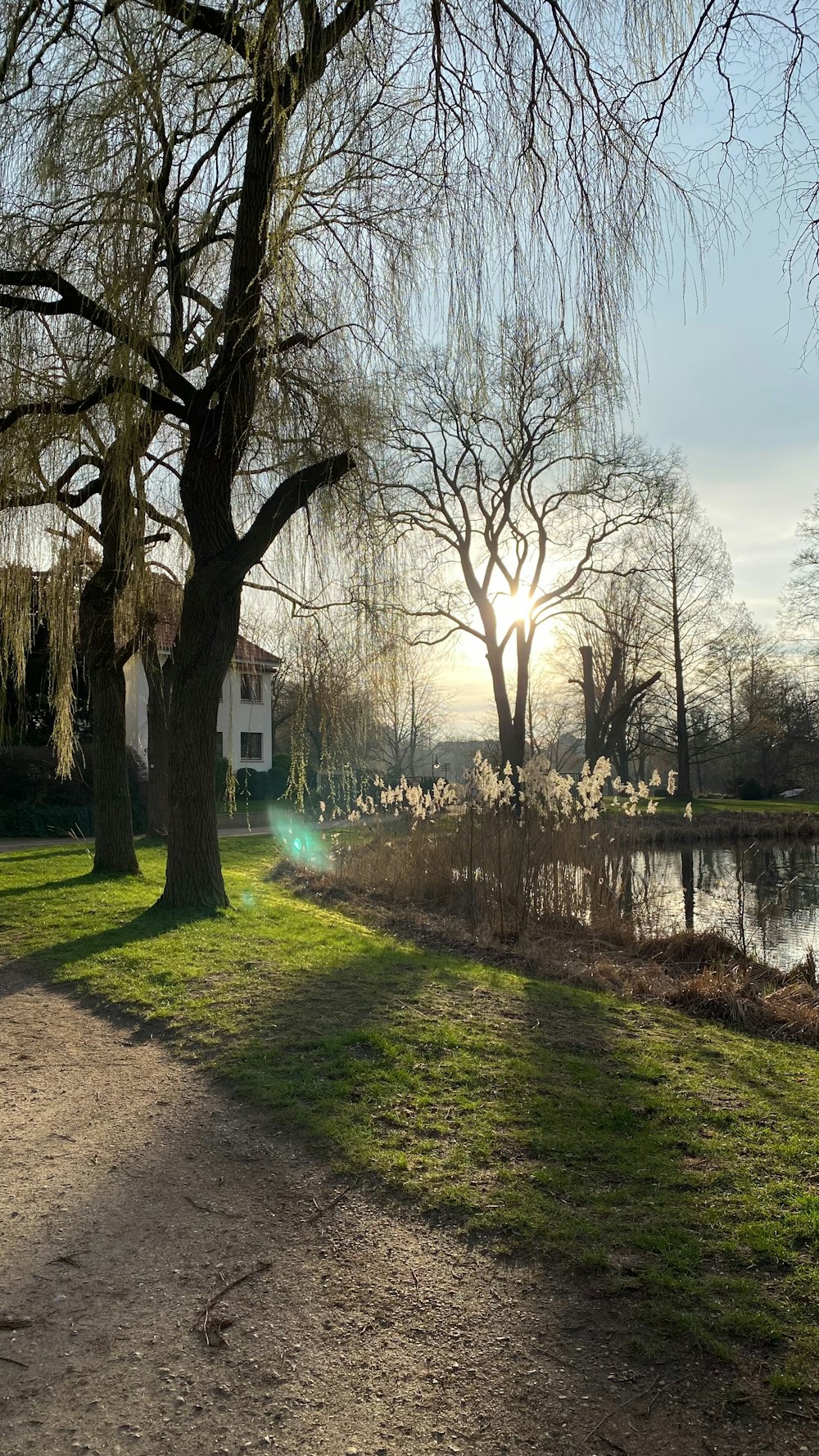 the sun shines through the trees over the water