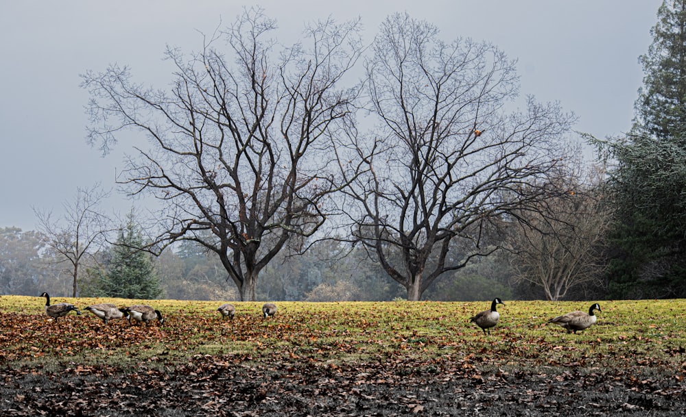 a flock of ducks walking across a grass covered field