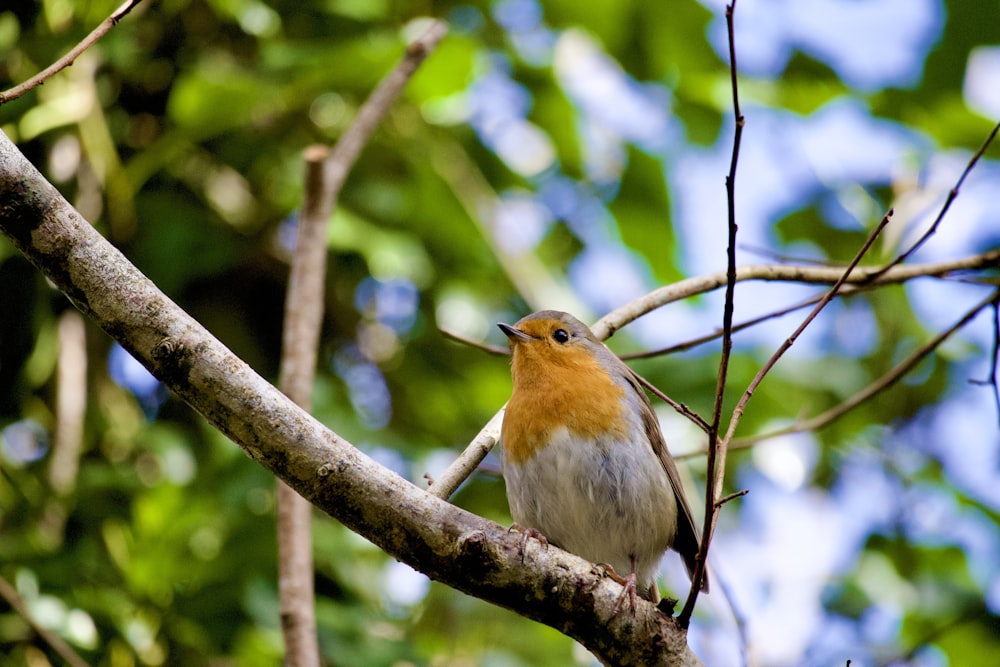 a small bird perched on a tree branch