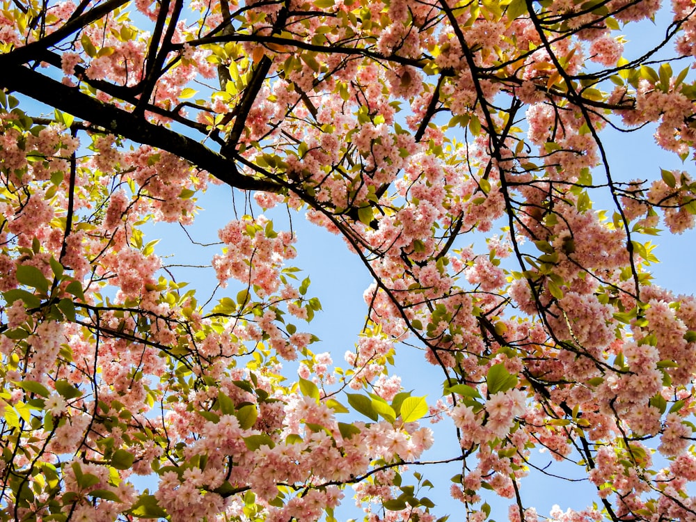 a tree filled with lots of pink flowers