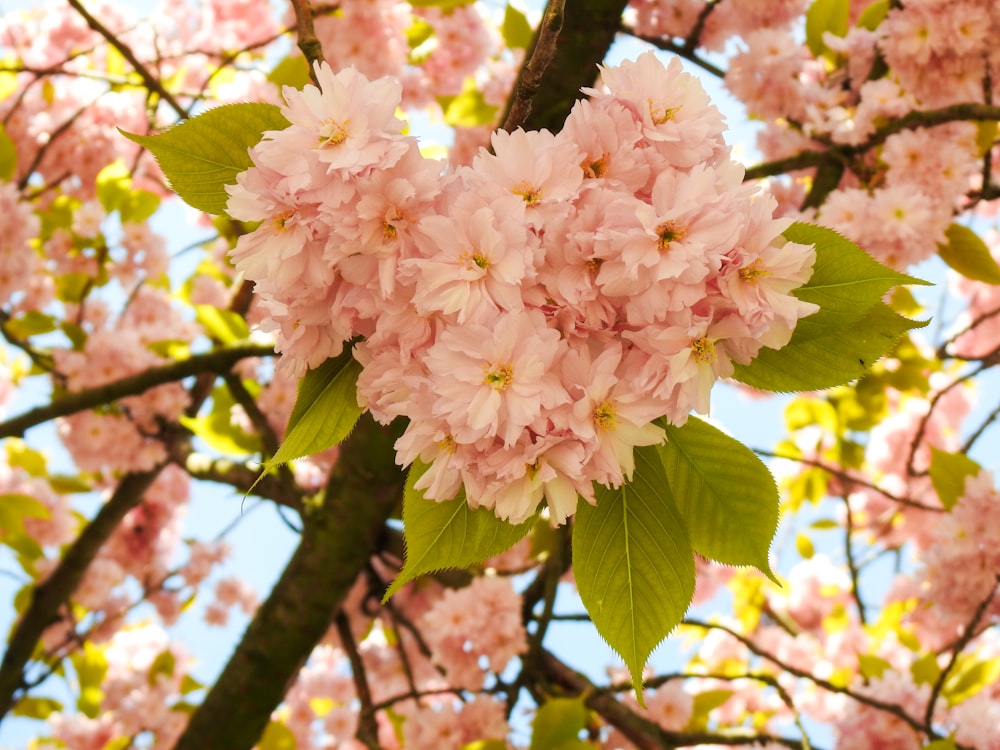 a cluster of pink flowers on a tree branch