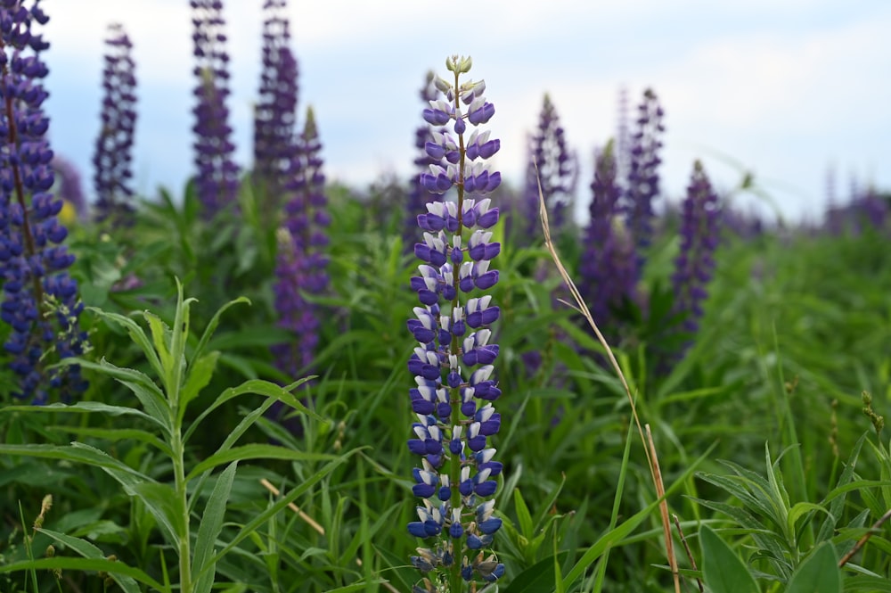 a field full of purple and white flowers