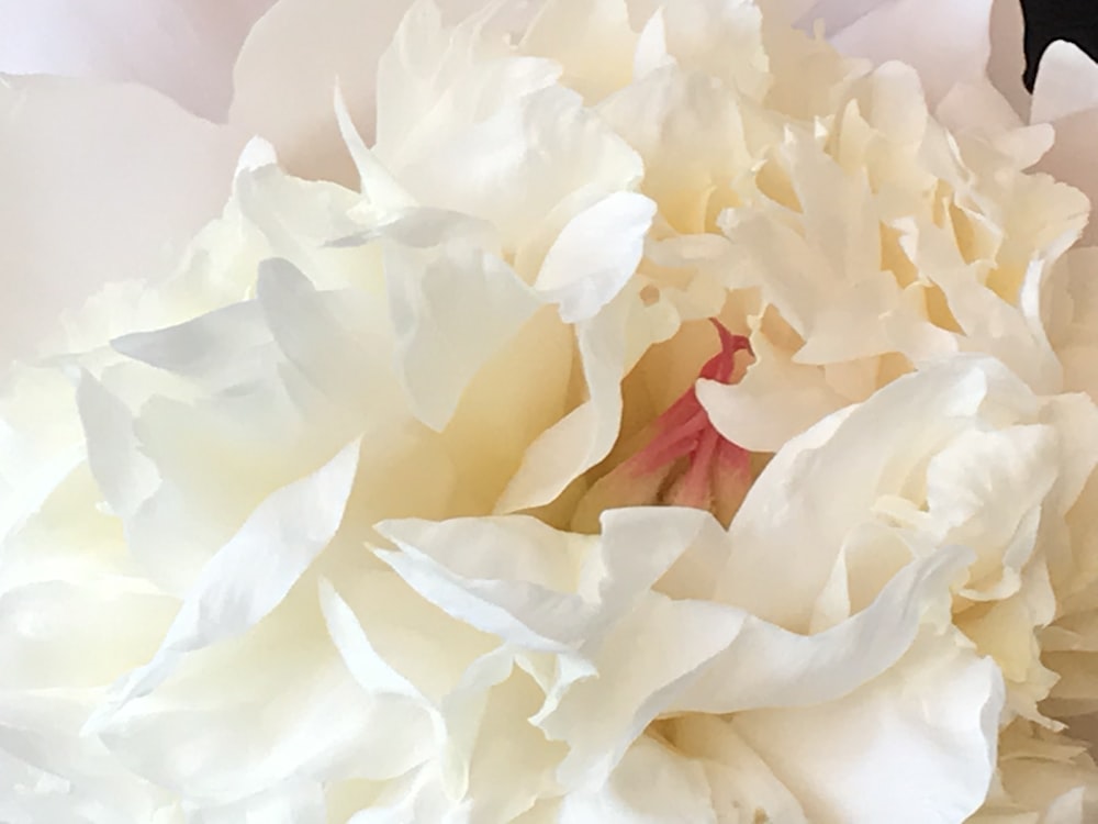 a close up of a large white flower