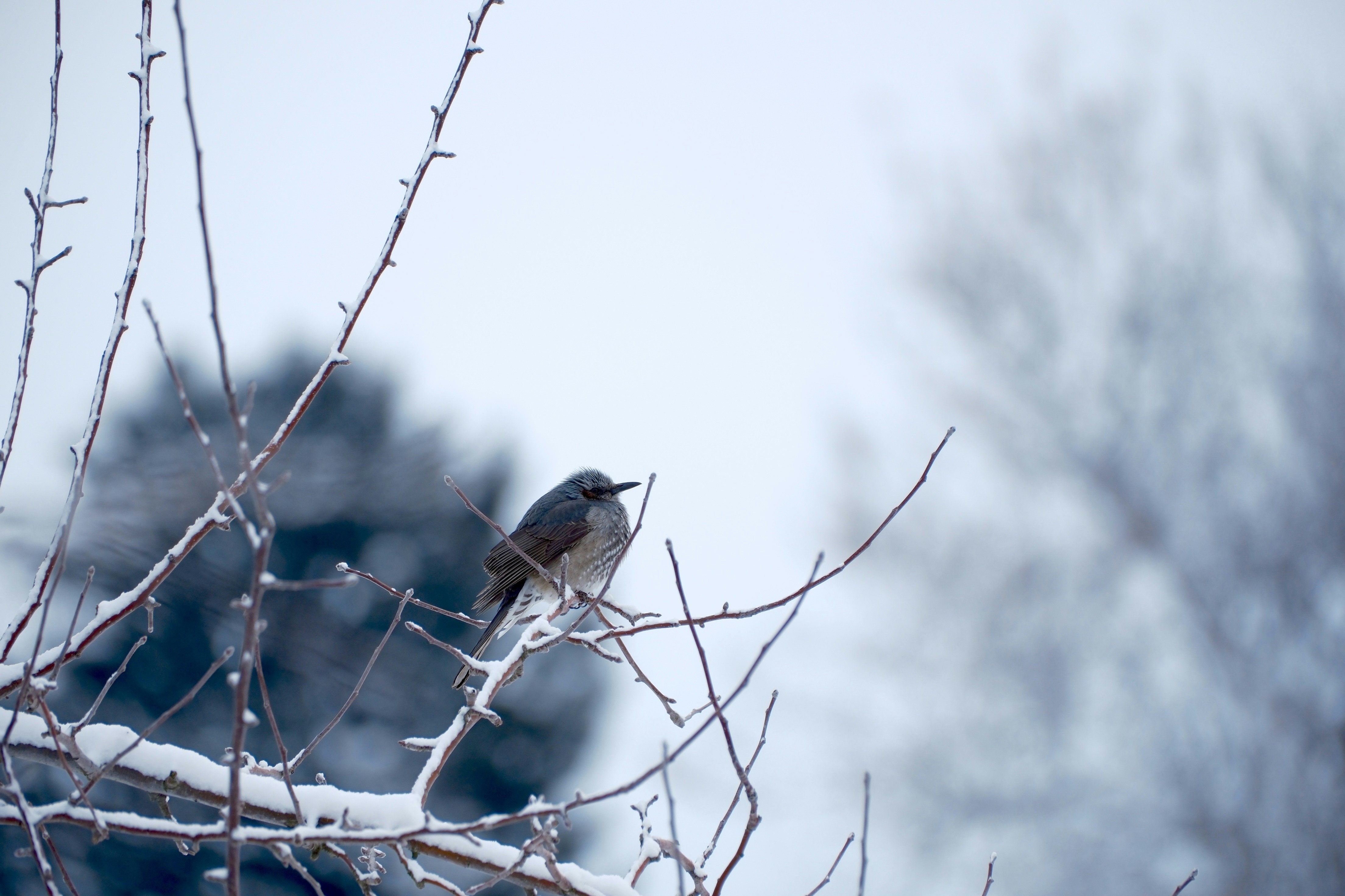 Photo by seiya_maeda