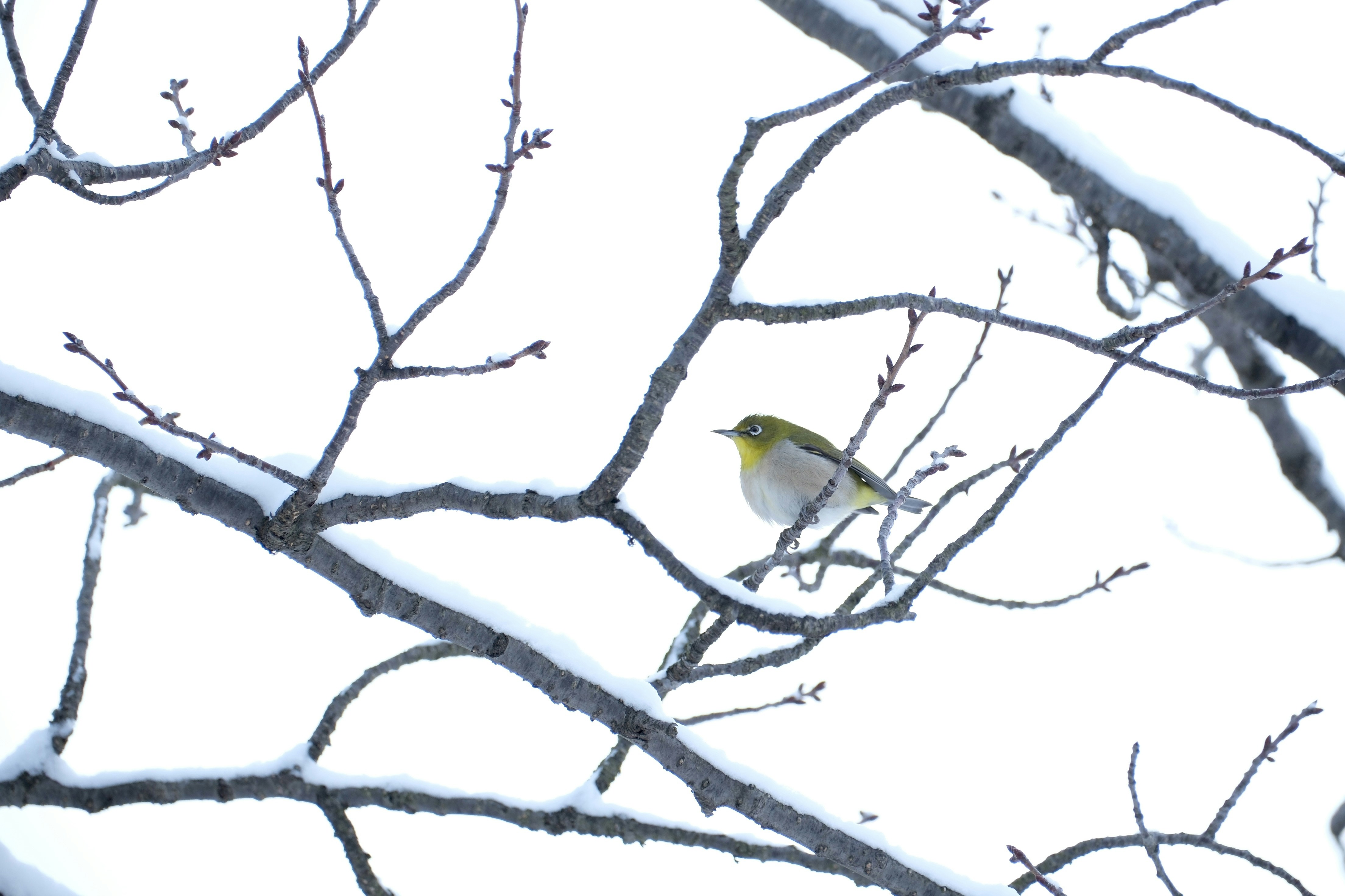 Photo by seiya_maeda