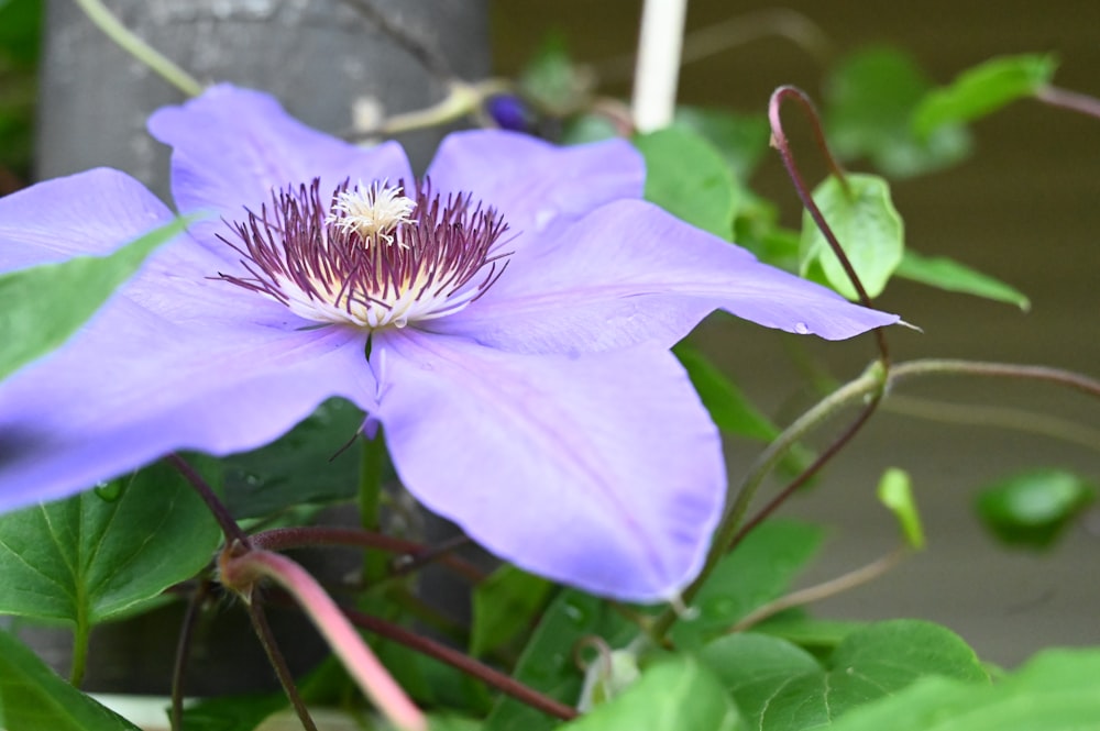 a close up of a purple flower with green leaves