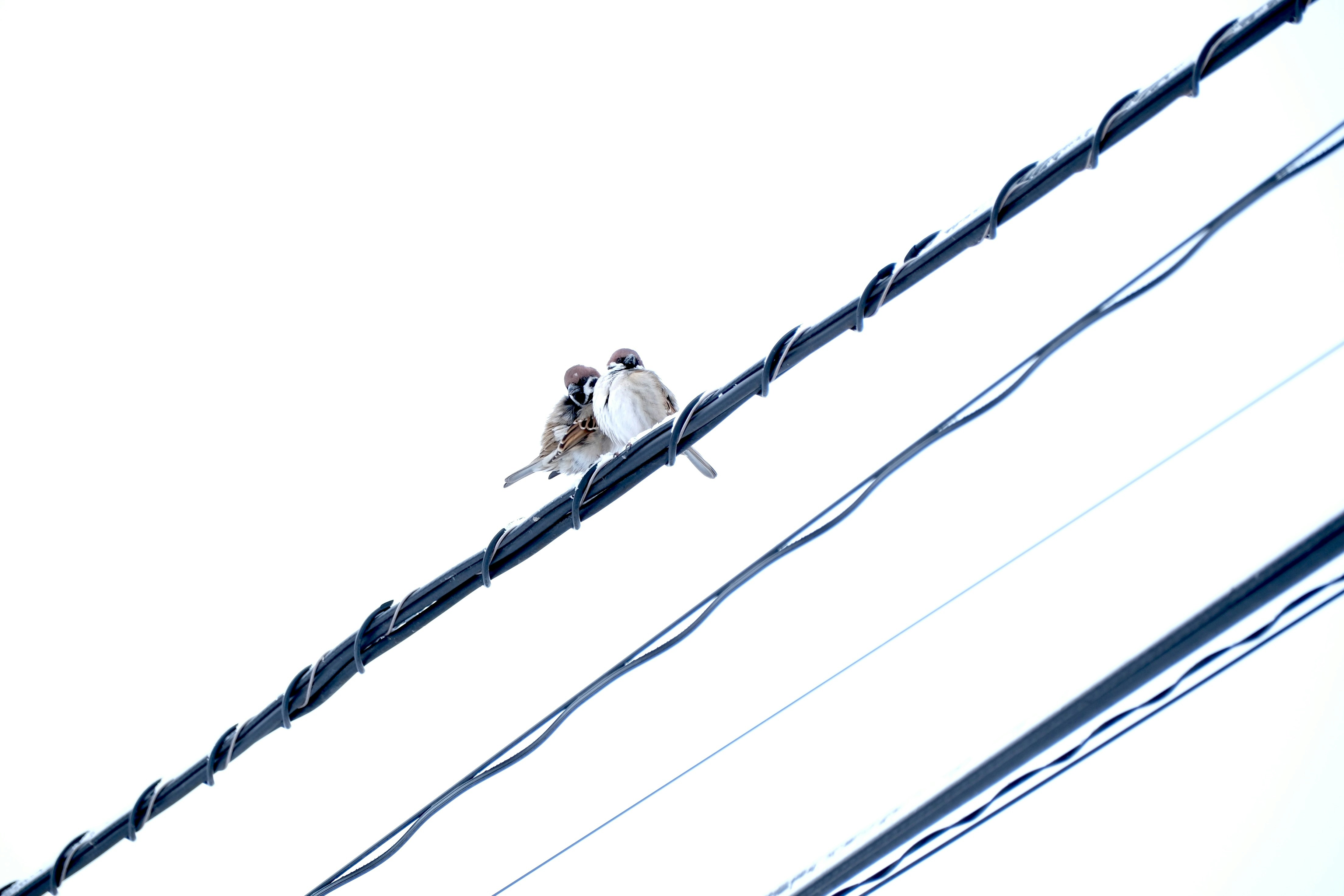 Photo by seiya_maeda