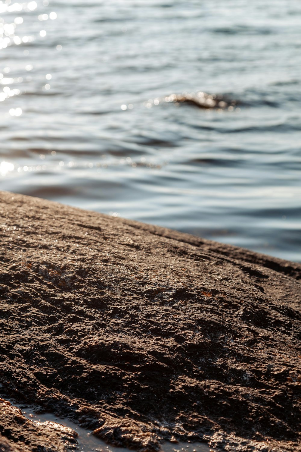 a bird standing on a beach next to the water