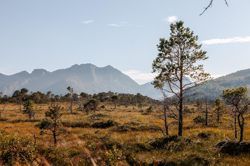 a grassy field with trees and mountains in the background