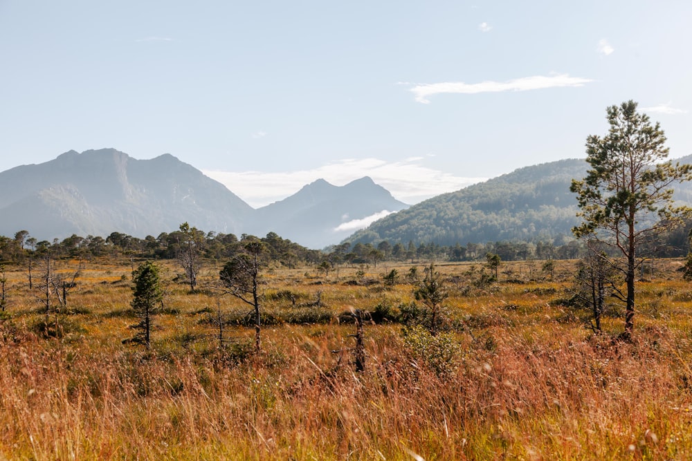 a grassy field with trees and mountains in the background