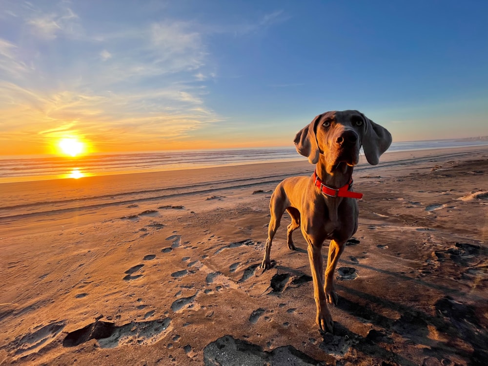 a dog standing on a beach at sunset